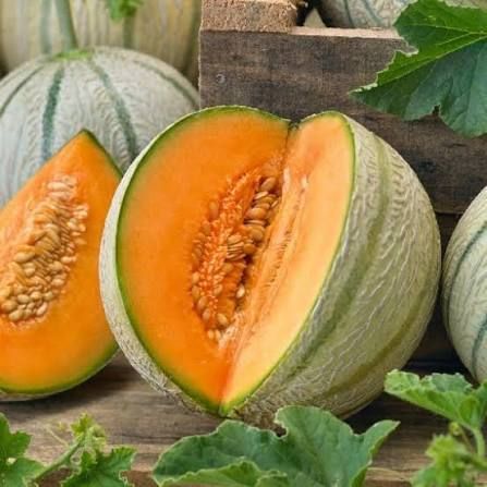 Musk Melon Seed-image-38