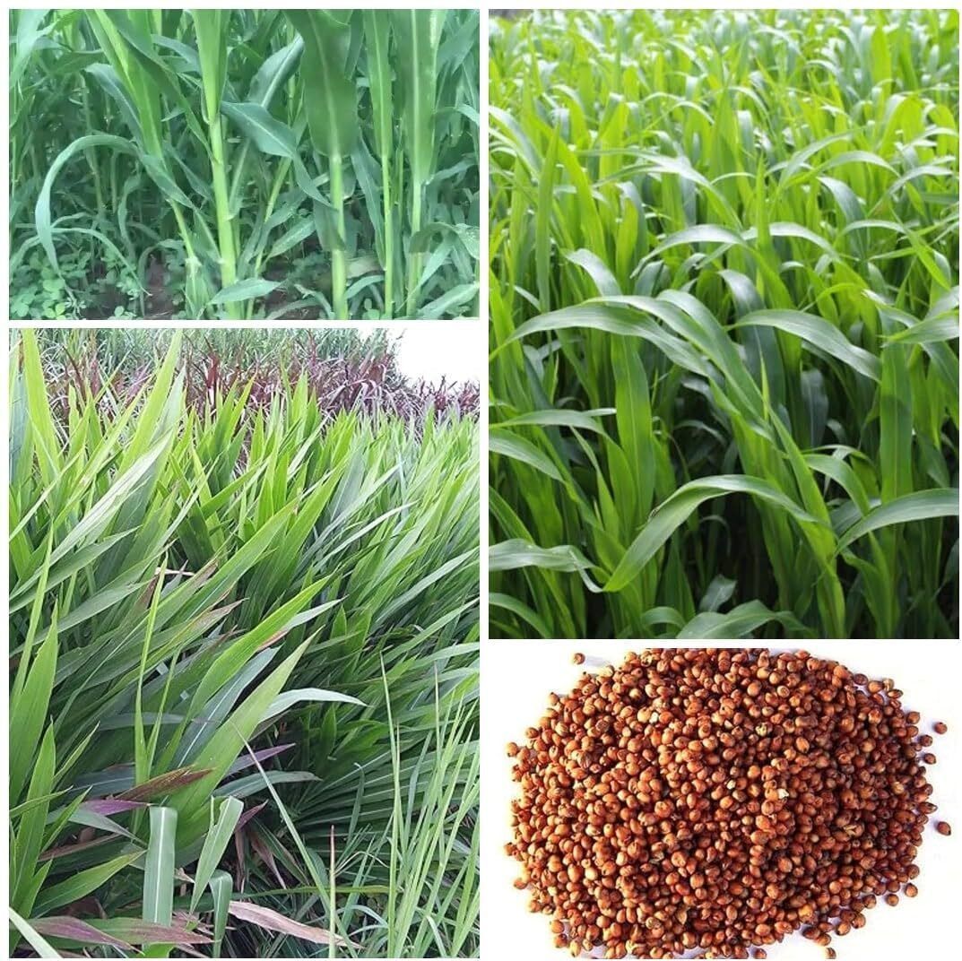 smgold Sorghum sweet sudan grass Seed-picture-31