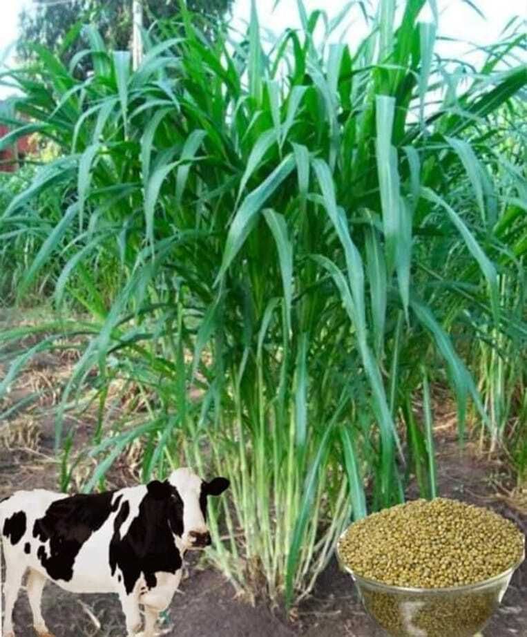 ® indonesia smart napier grass, super american 5g Seed-image-10