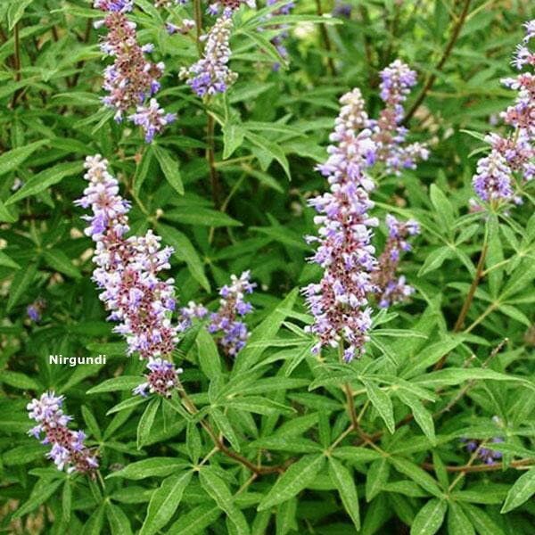 Nirgundi, Sambhalu, Chaste, Nirgund, Vitex Negundo Plant Seed-image-34