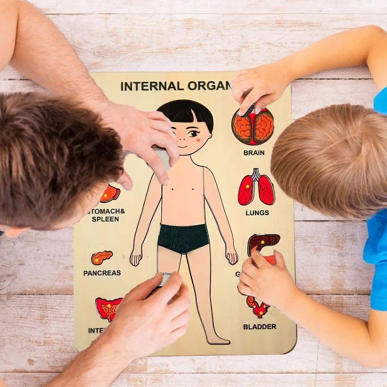 shalafi Montessori Inside Part of Body Organ Puzzle Learn Human Body Part Learning Toy-picture-26