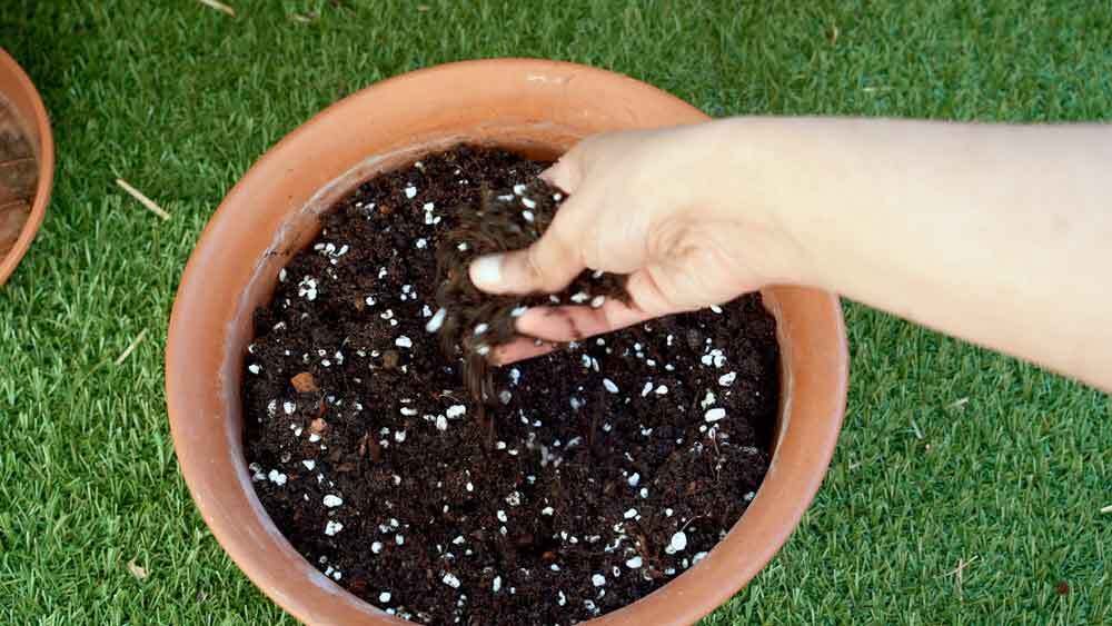 lovegreen Potting Mixure Potting Mixture-picture-19