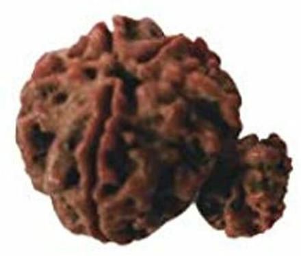 hoseki Certified Natural Gauri Shankar Rudraksha 3.883gm stone Regular Angular Crystal Stone-picture-19