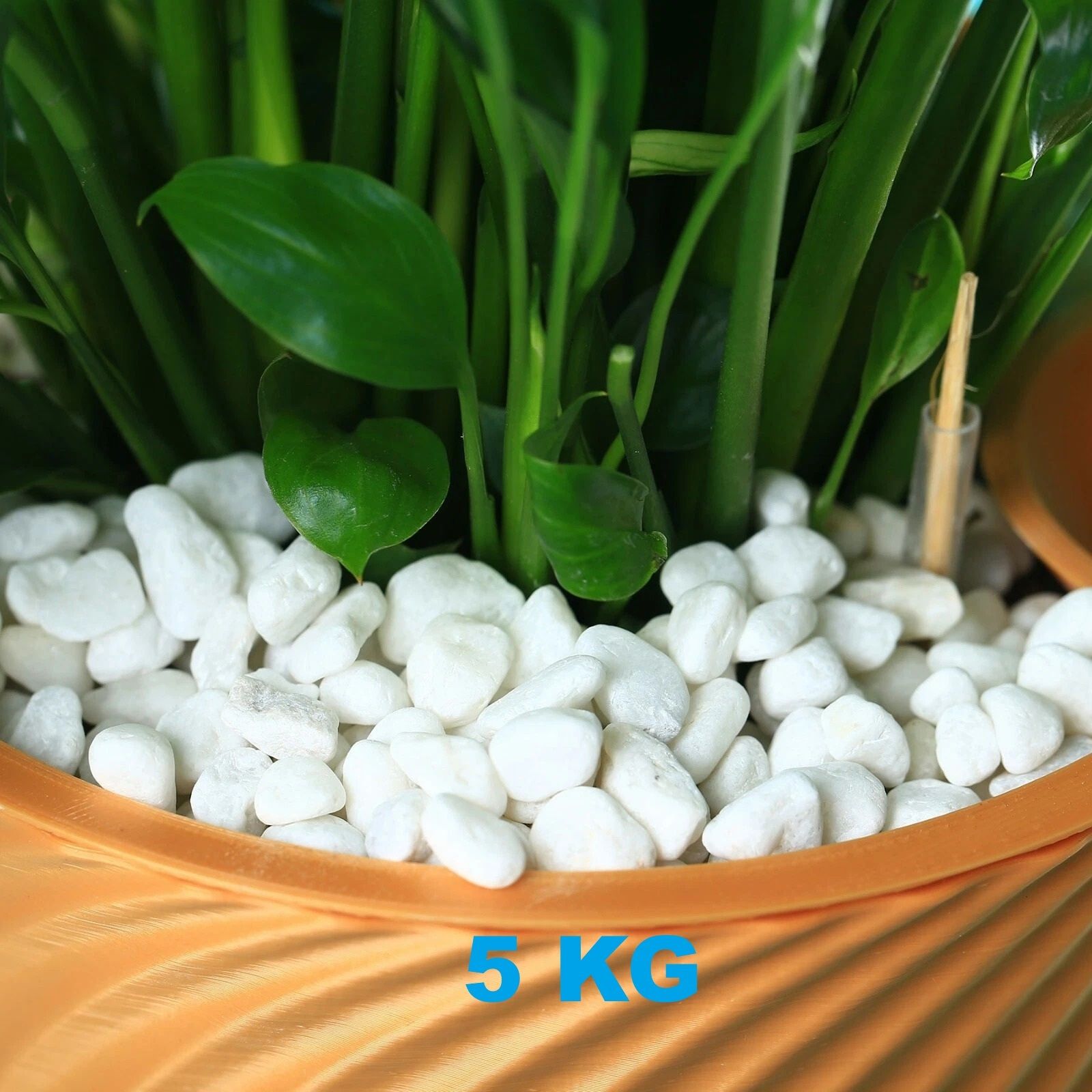 White Decorative Pebbles 5 Kg | Aquarium Plant Pot Garden Decor Stones Polished Asymmetrical Marble Stone-image-11