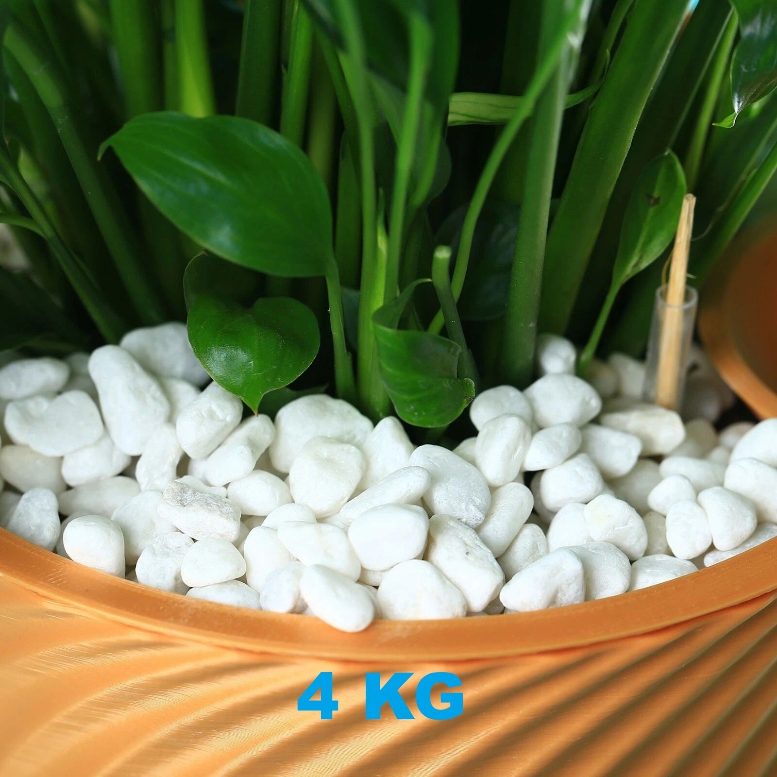 White Pebble Stones 4 Kg for Aquarium | Plant Pot Garden Decoration Polished Asymmetrical Marble Stone-image-33